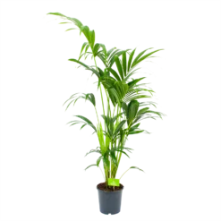 Kentiapalm - Howea Forsteriana - P21 H140 - Kamerplant