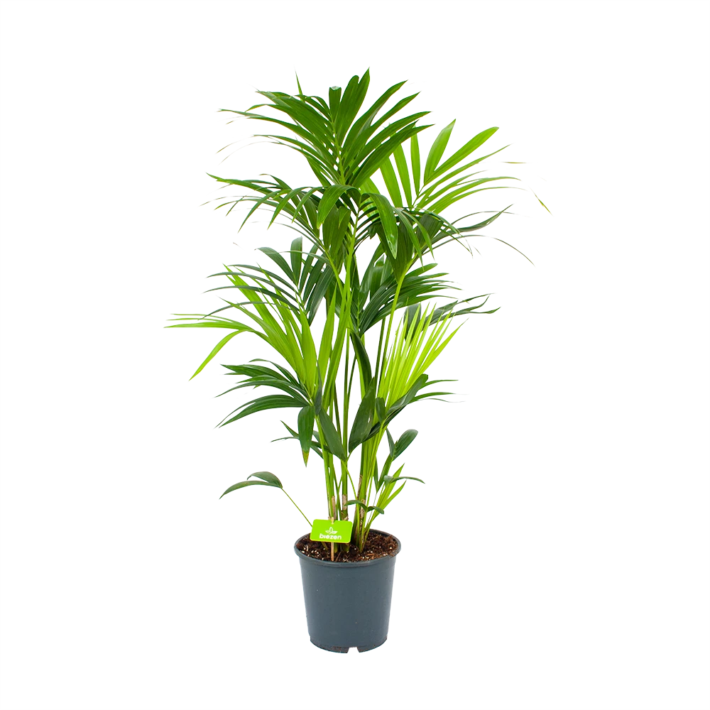 Kentiapalm - Howea Forsteriana - p24 h130 - Kamerplant Kentiapalm - Howea Forsteriana - P24 H130 - Kamerplant -Plantenverzorging Winkel kentiapalm howea forsteriana p24 h130 1