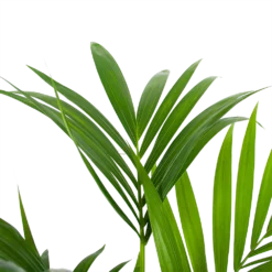 Kentiapalm - Howea Forsteriana - P24 H130 - Kamerplant 2 Kentiapalm - Howea Forsteriana - P24 H130 - Kamerplant -Plantenverzorging Winkel kentiapalm howea forsteriana p24 h130 6