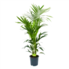 Kentiapalm - Howea Forsteriana - P24 H150 - Kamerplant