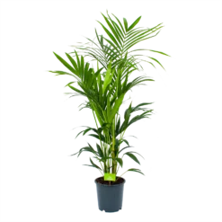 Kentiapalm - Howea Forsteriana - P24 H150 - Kamerplant
