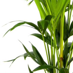 Kentiapalm - Howea Forsteriana - P24 H150 - Kamerplant -Plantenverzorging Winkel kentiapalm howea forsteriana p24 h150 3