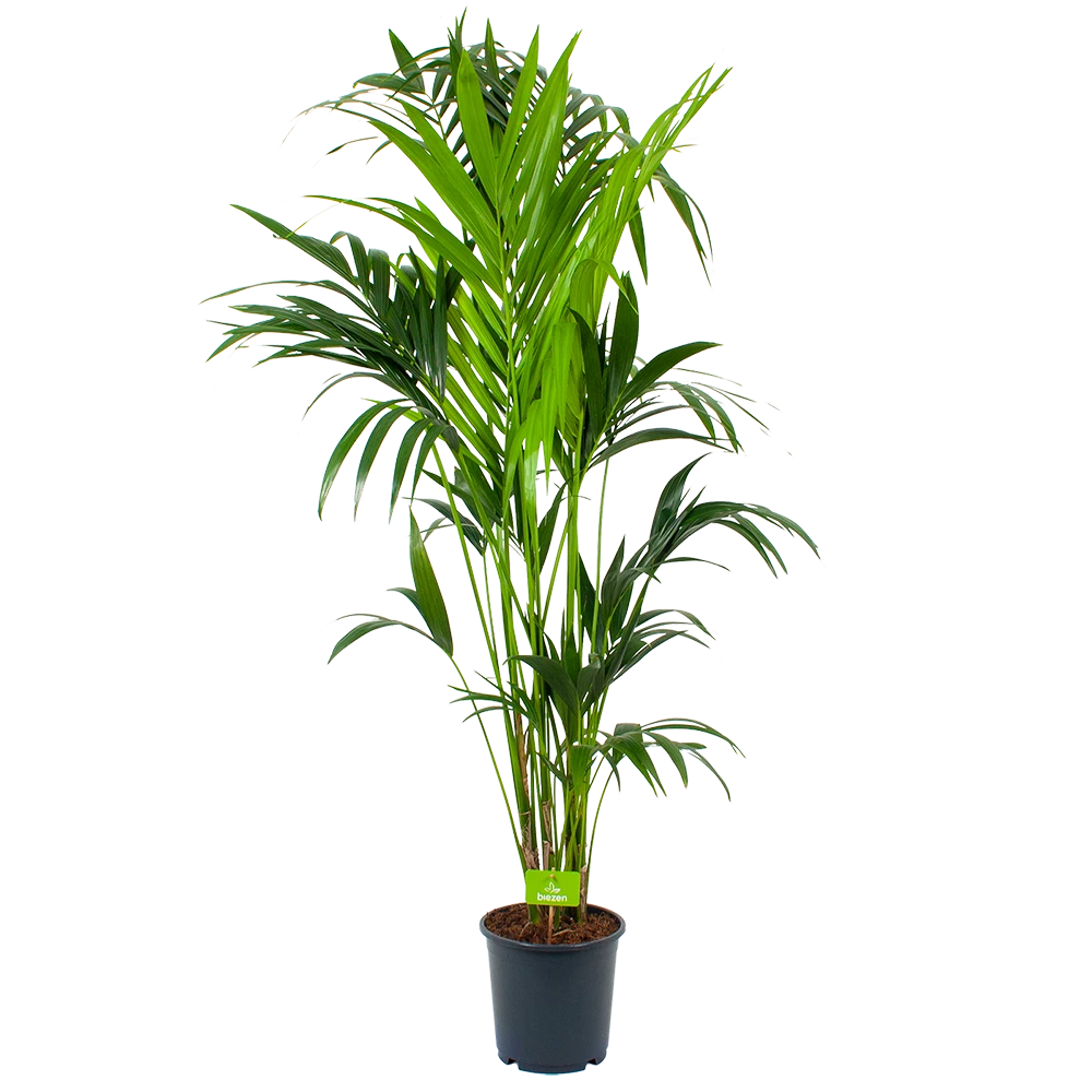 Kentiapalm - Howea Forsteriana - p24 h170 - Kamerplant Kentiapalm - Howea Forsteriana - P24 H170 - Kamerplant -Plantenverzorging Winkel kentiapalm howea forsteriana p24cm h170cm 4