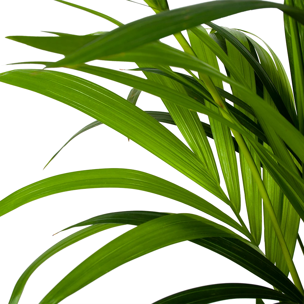 Kentiapalm - Howea Forsteriana - p24 h170 - Kamerplant Kentiapalm - Howea Forsteriana - P24 H170 - Kamerplant -Plantenverzorging Winkel kentiapalm howea forsteriana p24cm h170cm 5