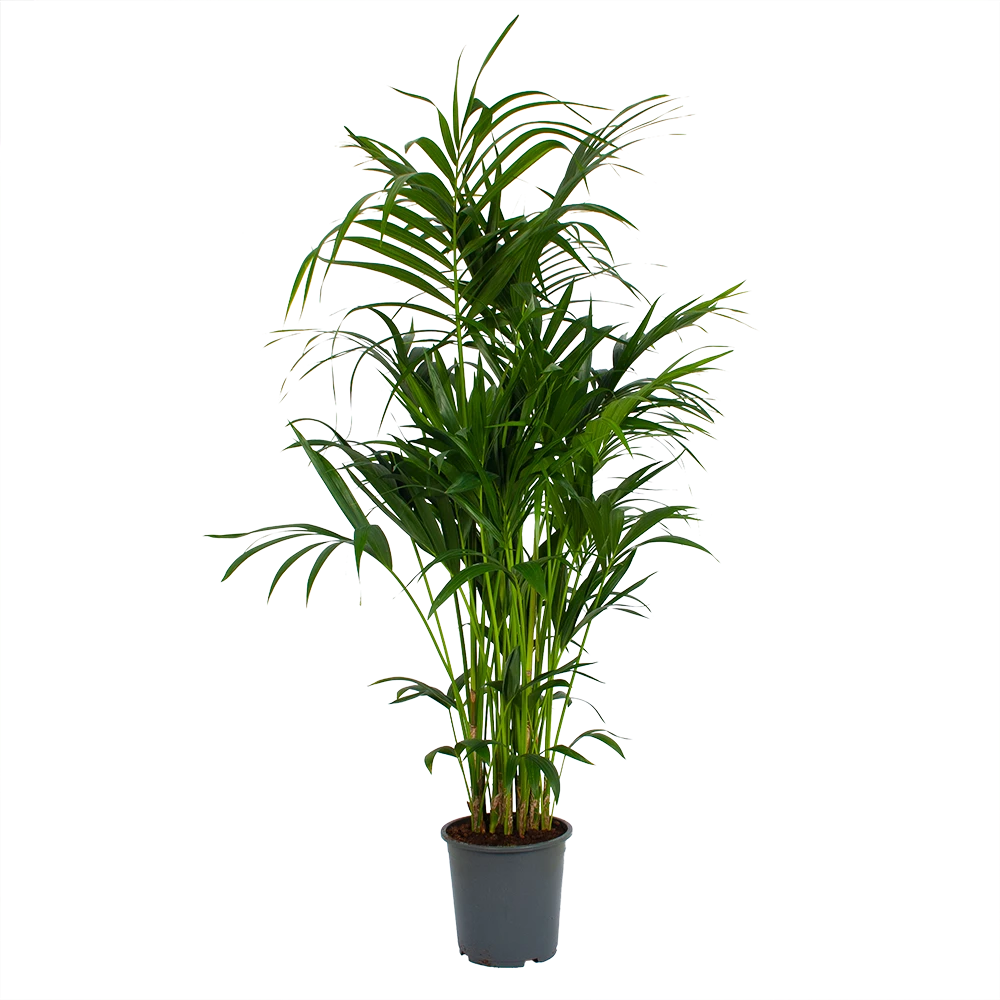 Kentiapalm - Howea Forsteriana - p27 h170 - Kamerplant Kentiapalm - Howea Forsteriana - P27 H170 - Kamerplant -Plantenverzorging Winkel kentiapalm howea forsteriana p27 h170 1