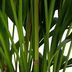 Kentiapalm - Howea Forsteriana - P27 H170 - Kamerplant 2 Kentiapalm - Howea Forsteriana - P27 H170 - Kamerplant -Plantenverzorging Winkel kentiapalm howea forsteriana p27 h170 5