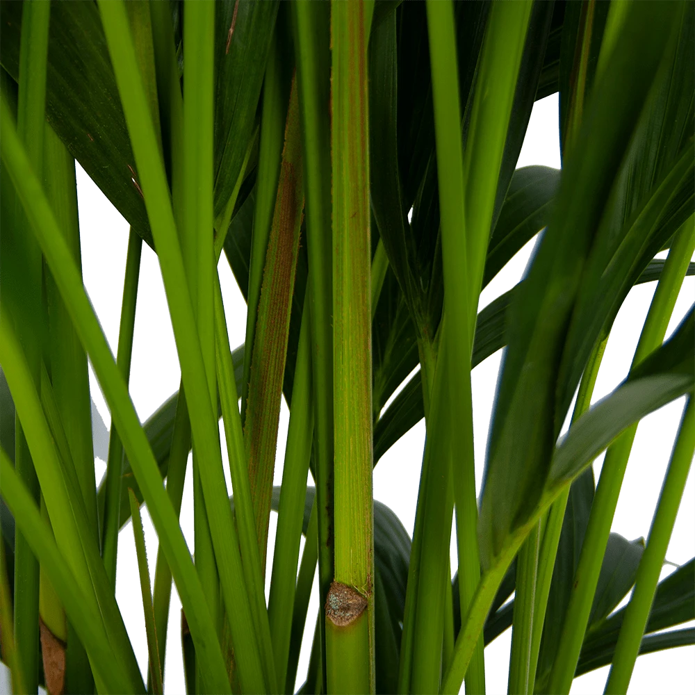 Kentiapalm - Howea Forsteriana - p27 h170 - Kamerplant Kentiapalm - Howea Forsteriana - P27 H170 - Kamerplant -Plantenverzorging Winkel kentiapalm howea forsteriana p27 h170 5