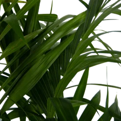 Kentiapalm - Howea Forsteriana - P27 H170 - Kamerplant 3 Kentiapalm - Howea Forsteriana - P27 H170 - Kamerplant -Plantenverzorging Winkel kentiapalm howea forsteriana p27 h170 6