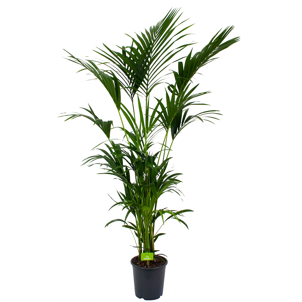 Kentiapalm - Howea Forsteriana - p27 h200 - Kamerplant Kentiapalm - Howea Forsteriana - P27 H200 - Kamerplant -Plantenverzorging Winkel kentiapalm howea forsteriana p27cm h200cm 4