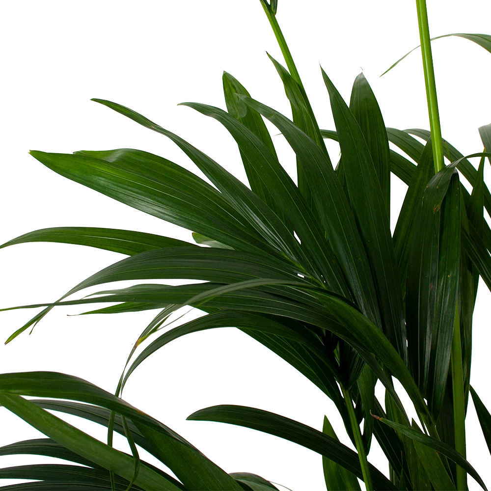 Kentiapalm - Howea Forsteriana - p27 h200 - Kamerplant Kentiapalm - Howea Forsteriana - P27 H200 - Kamerplant -Plantenverzorging Winkel kentiapalm howea forsteriana p27cm h200cm 5