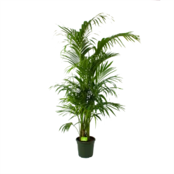 Kentiapalm - Howea Forsteriana - P30 H210 - Kamerplant