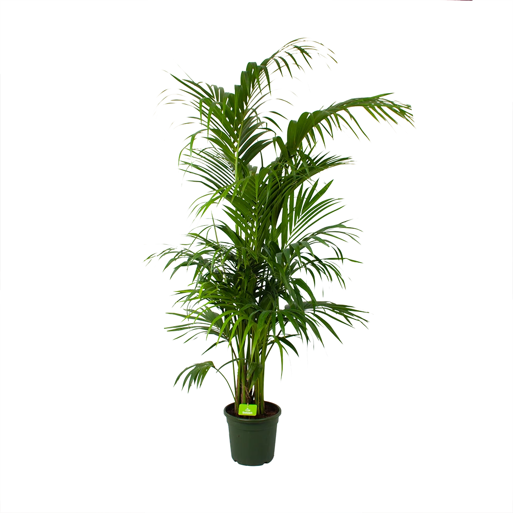 Kentiapalm - Howea Forsteriana - p30 h210 - Kamerplant Kentiapalm - Howea Forsteriana - P30 H210 - Kamerplant -Plantenverzorging Winkel kentiapalm howea forsteriana p30 h210 1