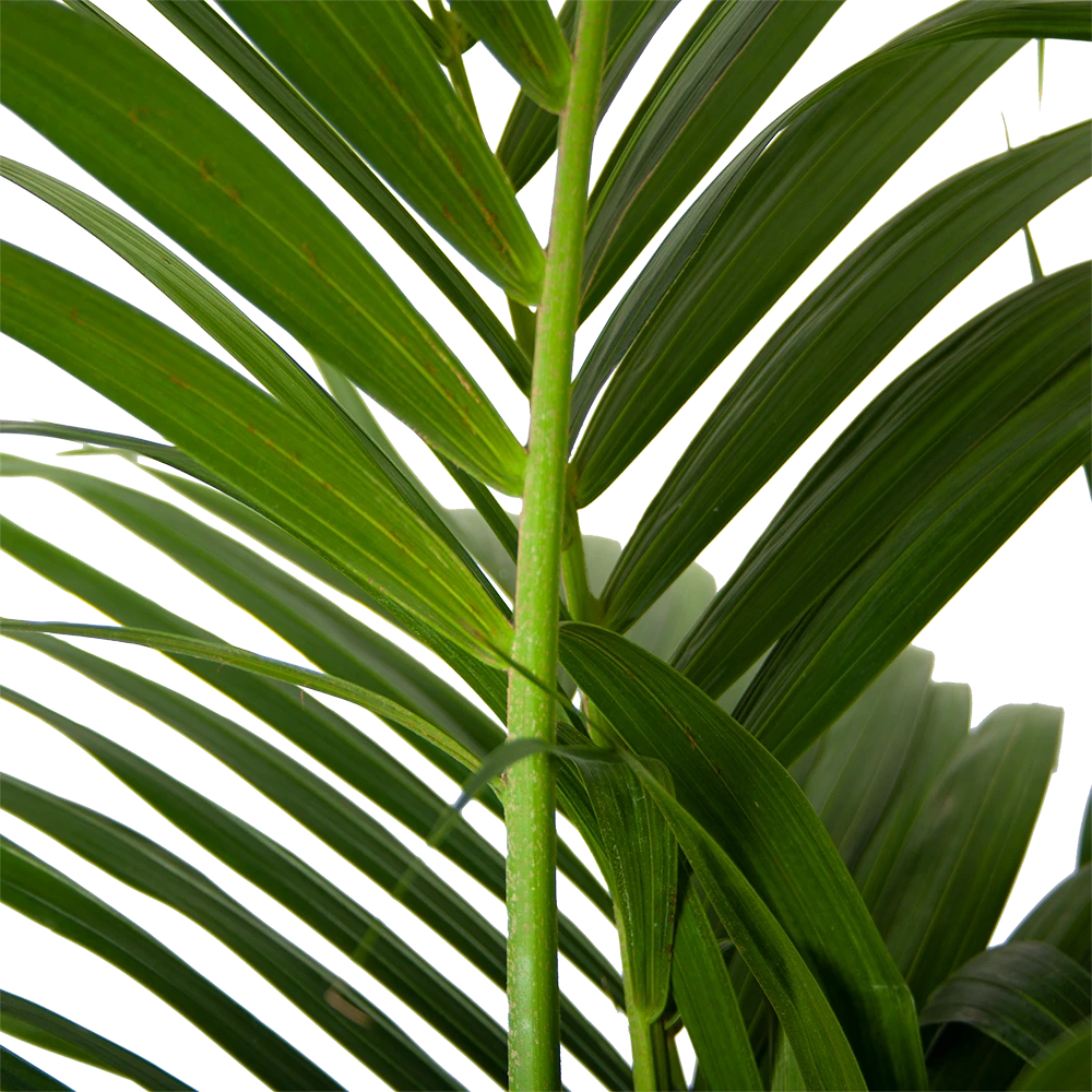Kentiapalm - Howea Forsteriana - p30 h210 - Kamerplant Kentiapalm - Howea Forsteriana - P30 H210 - Kamerplant -Plantenverzorging Winkel kentiapalm howea forsteriana p30 h210 6
