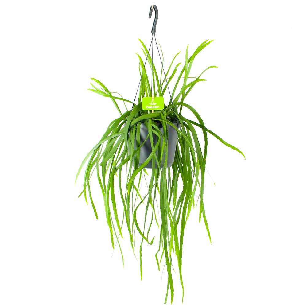 Lepismium Bolivianum - In Hangpot - p17 h40 - Kamerplant Lepismium Bolivianum - In Hangpot - P17 H40 - Kamerplant -Plantenverzorging Winkel lepismium bolivianum in hangpot p17 h40 1