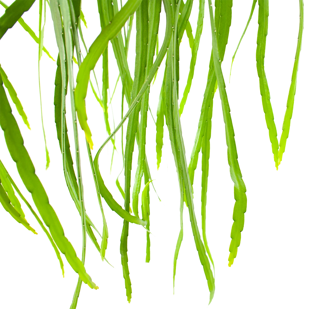 Lepismium Bolivianum - In Hangpot - p17 h40 - Kamerplant Lepismium Bolivianum - In Hangpot - P17 H40 - Kamerplant -Plantenverzorging Winkel lepismium bolivianum in hangpot p17 h40 5