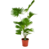 Livistona Rotundifolia - Chinese Schermpalm - P24 H100 - Kamerplant