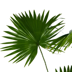 Livistona Rotundifolia - Chinese Schermpalm - P24 H100 - Kamerplant -Plantenverzorging Winkel livistona rotundifolia chinese schermpalm p24 h100 kamerplant 3