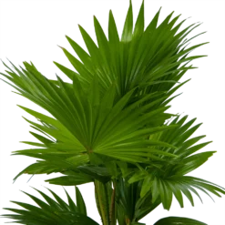 Livistona Rotundifolia In Gevlochten Caryota Pot - Chinese Schermpalm - P19 H50 - Kamerplant -Plantenverzorging Winkel livistona rotundifolia in pot chinese schermpalm p19 h50 kamerplant 3