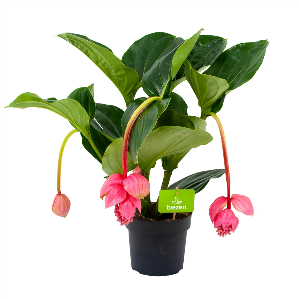 Medinella Magnifica - Trosbloem - p17 h60 - Kamerplant Medinella Magnifica - Trosbloem - P17 H60 - Kamerplant -Plantenverzorging Winkel medinella magnifica trosbloem p17 h60 4