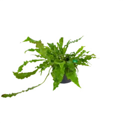 Microsorum Crocodyllus - Krokodillenvaren - P37 H85 - Kamerplant