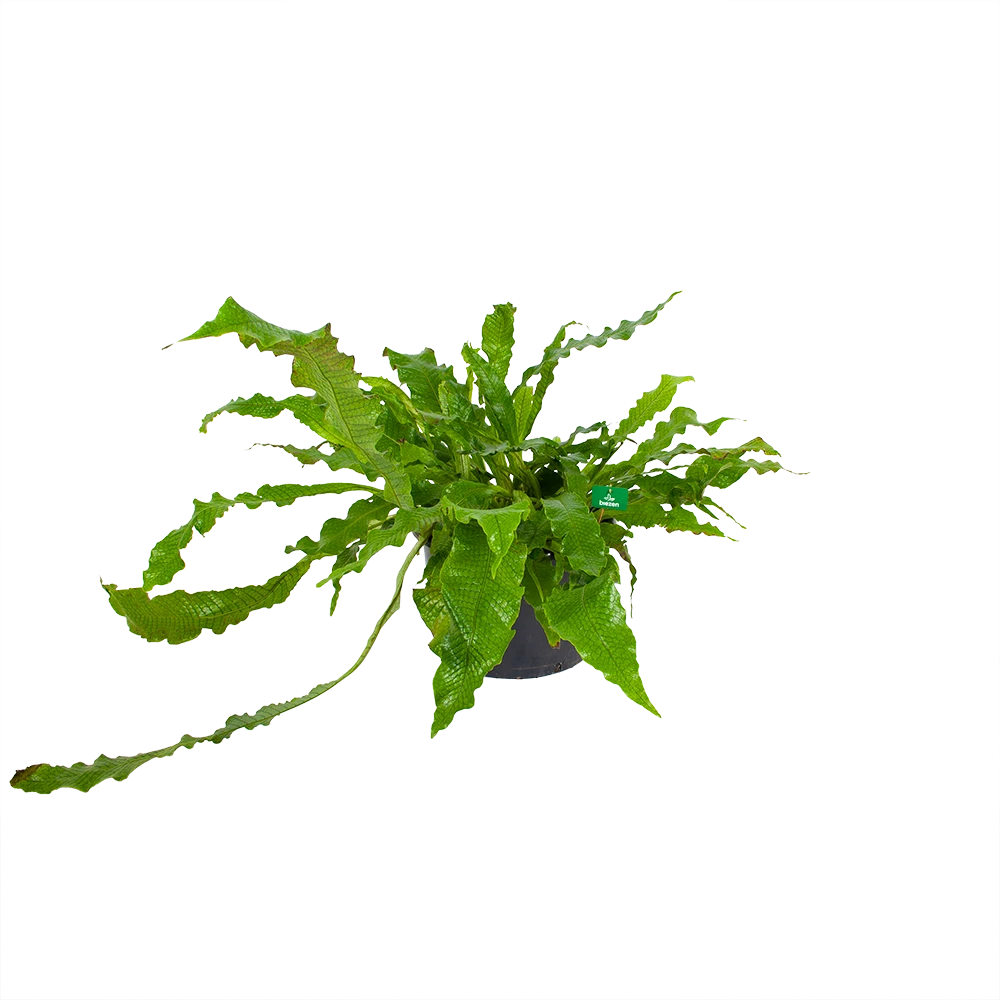 Microsorum Crocodyllus - Krokodillenvaren - p37 h85 - Kamerplant Microsorum Crocodyllus - Krokodillenvaren - P37 H85 - Kamerplant -Plantenverzorging Winkel microsorum crocodyllus krokodillenvaren p37 h85 kamerplant 1