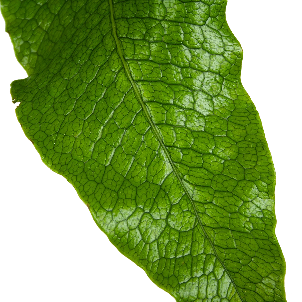 Microsorum Crocodyllus - Krokodillenvaren - p37 h85 - Kamerplant Microsorum Crocodyllus - Krokodillenvaren - P37 H85 - Kamerplant -Plantenverzorging Winkel microsorum crocodyllus krokodillenvaren p37 h85 kamerplant 3