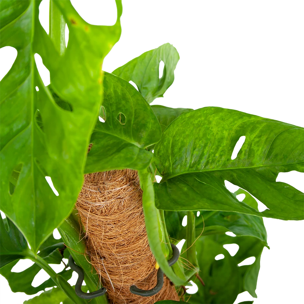 Monstera Adansonii op mosstok - Monkey Mask/Leaf- p16 h65 - Kamerplant Monstera Adansonii Op Mosstok - Monkey Mask/Leaf- P16 H65 - Kamerplant -Plantenverzorging Winkel monstera adansonii monkey mask rimpelgatenplant p16 h65 5