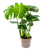 Monstera Deliciosa - Gatenplant - P17 H65 - Kamerplant