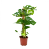 Monstera Deliciosa Op Mosstok - Gatenplant - P19 H80 - Kamerplant