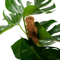 Monstera Deliciosa Op Mosstok - Gatenplant - P19 H80 - Kamerplant -Plantenverzorging Winkel monstera deliciosa op mosstok gatenplant p19 h80 5