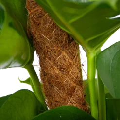 Monstera Deliciosa Op Mosstok - Gatenplant - P19 H80 - Kamerplant -Plantenverzorging Winkel monstera deliciosa op mosstok gatenplant p19 h80 6