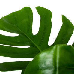 Monstera Deliciosa Op Mosstok - Gatenplant - P24 H120 - Kamerplant -Plantenverzorging Winkel monstera deliciosa op mosstok gatenplant p24 h120 6