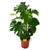 Monstera Deliciosa Op Mosstok - Gatenplant - P27 H120 - Kamerplant