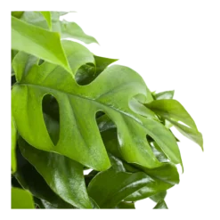 Monstera Minima - Gatenplant - In Hangpot - P27 H30 - Kamerplant -Plantenverzorging Winkel monstera minima gatenplant in hangpot p27 h30 6