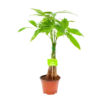 Pachira Aquatica - Geldboom - P12 H45 - Kamerplant