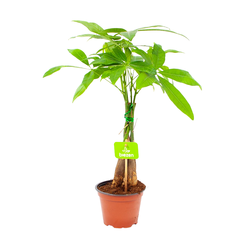 Pachira Aquatica - Geldboom - p12 h45 - Kamerplant Pachira Aquatica - Geldboom - P12 H45 - Kamerplant -Plantenverzorging Winkel pachira aquatica geldboom p12 h45 1
