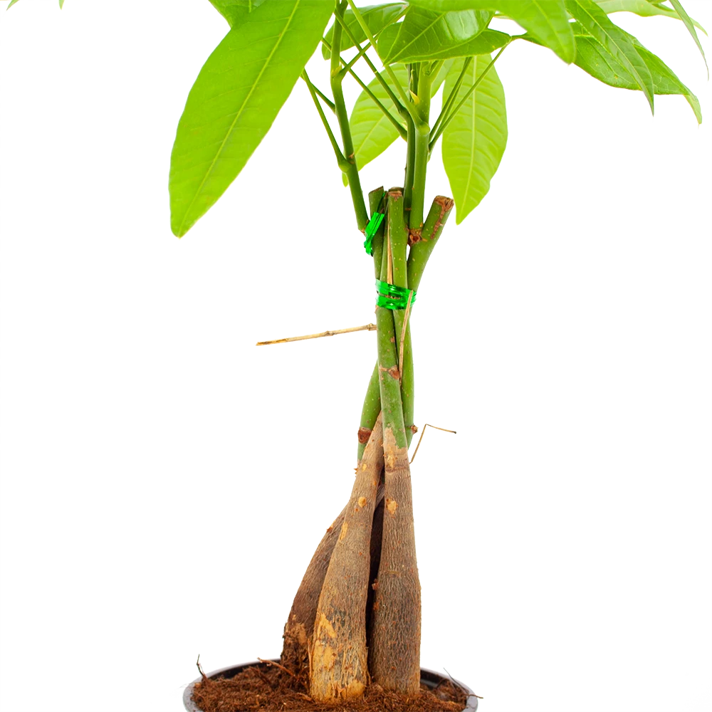 Pachira Aquatica - Geldboom - p12 h45 - Kamerplant Pachira Aquatica - Geldboom - P12 H45 - Kamerplant -Plantenverzorging Winkel pachira aquatica geldboom p12 h45 5