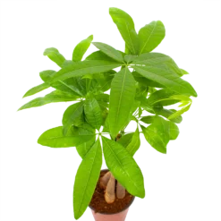 Pachira Aquatica - Geldboom - P12 H45 - Kamerplant 2 Pachira Aquatica - Geldboom - P12 H45 - Kamerplant -Plantenverzorging Winkel pachira aquatica geldboom p12 h45 6
