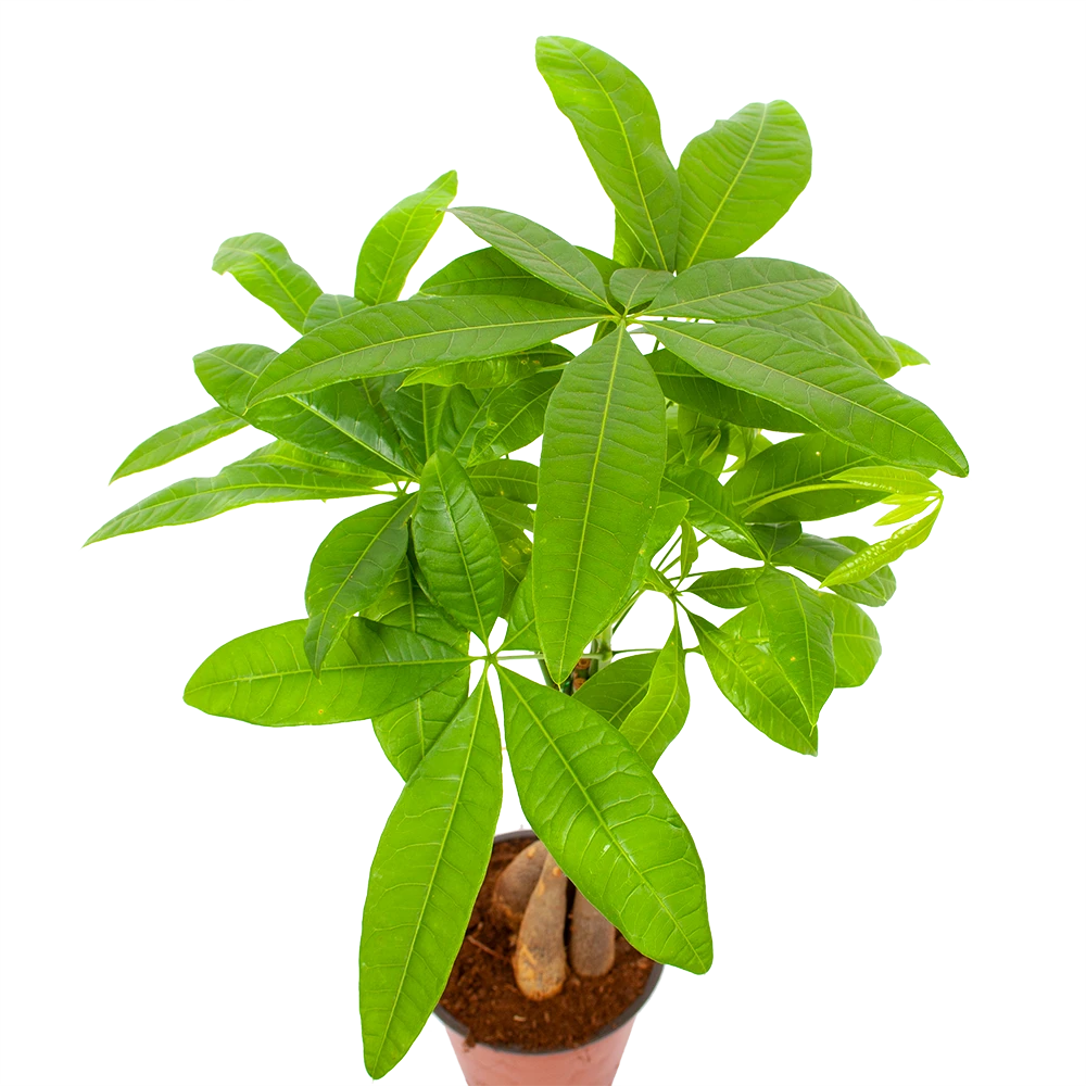 Pachira Aquatica - Geldboom - p12 h45 - Kamerplant Pachira Aquatica - Geldboom - P12 H45 - Kamerplant -Plantenverzorging Winkel pachira aquatica geldboom p12 h45 6