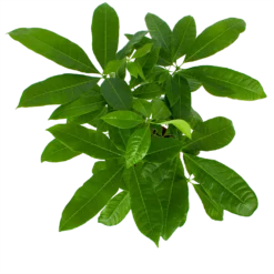 Pachira Aquatica - Geldboom - P17 H60 - Kamerplant -Plantenverzorging Winkel pachira aquatica geldboom p17 h60 6