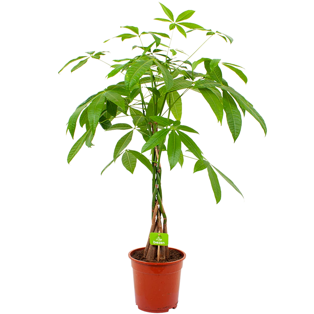 Pachira Aquatica - Geldboom - p19 h80 - Kamerplant Pachira Aquatica - Geldboom - P19 H80 - Kamerplant -Plantenverzorging Winkel pachira aquatica geldboom p19 h80 4