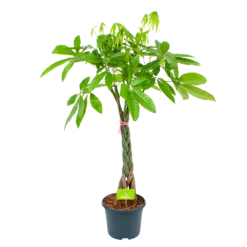 Pachira Aquatica - Geldboom - P23 H110 - Kamerplant