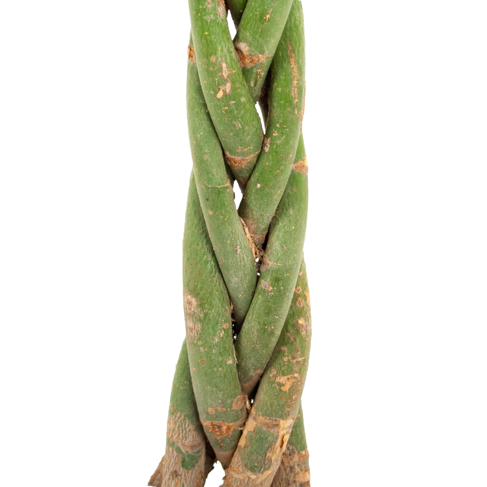 Pachira Aquatica - Geldboom - p23 h110 - Kamerplant Pachira Aquatica - Geldboom - P23 H110 - Kamerplant -Plantenverzorging Winkel pachira aquatica geldboom p23 h110 5 1