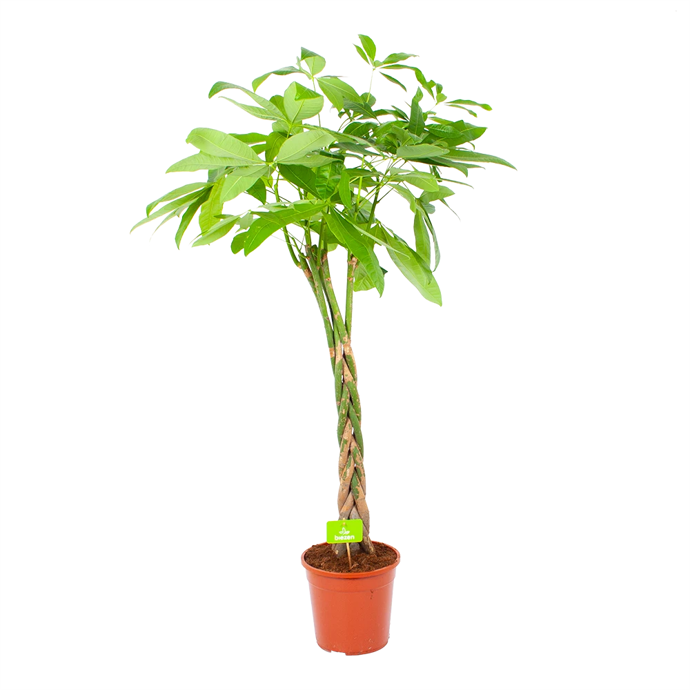 Pachira Aquatica - Geldboom - p24 h135 - Kamerplant Pachira Aquatica - Geldboom - P24 H135 - Kamerplant -Plantenverzorging Winkel pachira aquatica geldboom p24 h135 1