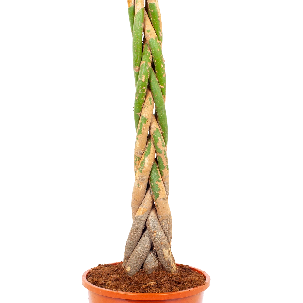 Pachira Aquatica - Geldboom - p24 h135 - Kamerplant Pachira Aquatica - Geldboom - P24 H135 - Kamerplant -Plantenverzorging Winkel pachira aquatica geldboom p24 h135 5