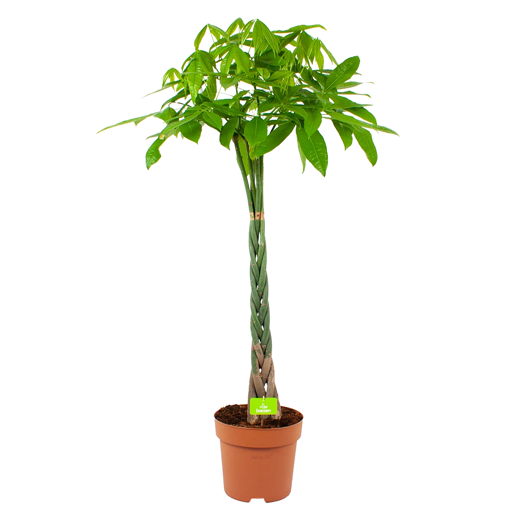 Pachira Aquatica - Geldboom - p30 h150 - Kamerplant Pachira Aquatica - Geldboom - P30 H150 - Kamerplant -Plantenverzorging Winkel pachira aquatica geldboom p30 h150 1 1