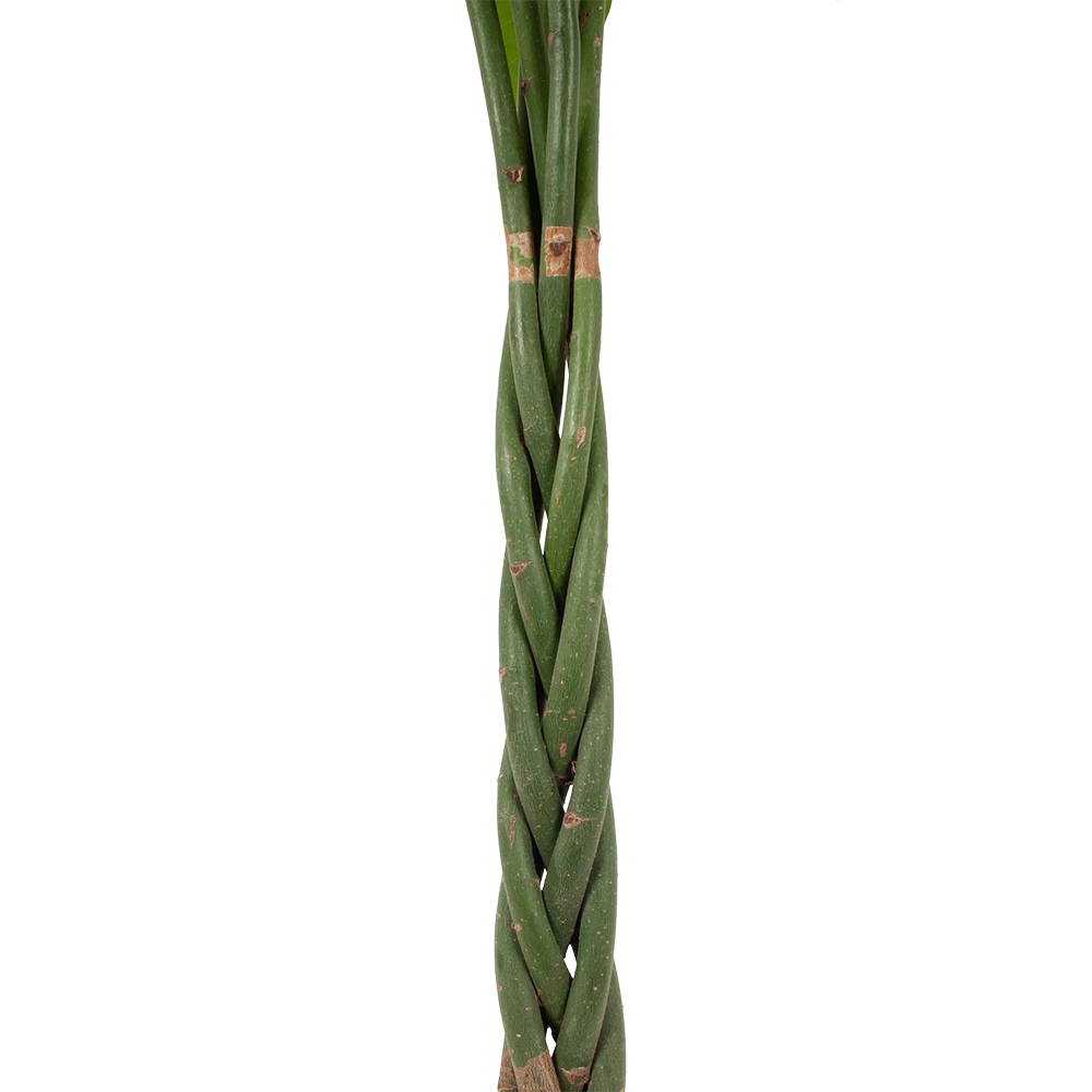 Pachira Aquatica - Geldboom - p30 h150 - Kamerplant Pachira Aquatica - Geldboom - P30 H150 - Kamerplant -Plantenverzorging Winkel pachira aquatica geldboom p30 h150 5 1