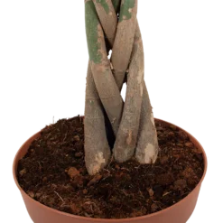 Pachira Aquatica - Geldboom - P30 H150 - Kamerplant 2 Pachira Aquatica - Geldboom - P30 H150 - Kamerplant -Plantenverzorging Winkel pachira aquatica geldboom p30 h150 6 1