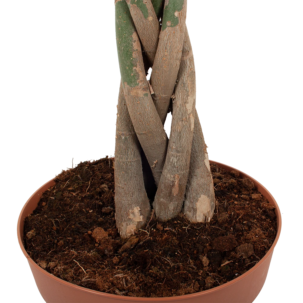 Pachira Aquatica - Geldboom - p30 h150 - Kamerplant Pachira Aquatica - Geldboom - P30 H150 - Kamerplant -Plantenverzorging Winkel pachira aquatica geldboom p30 h150 6 1