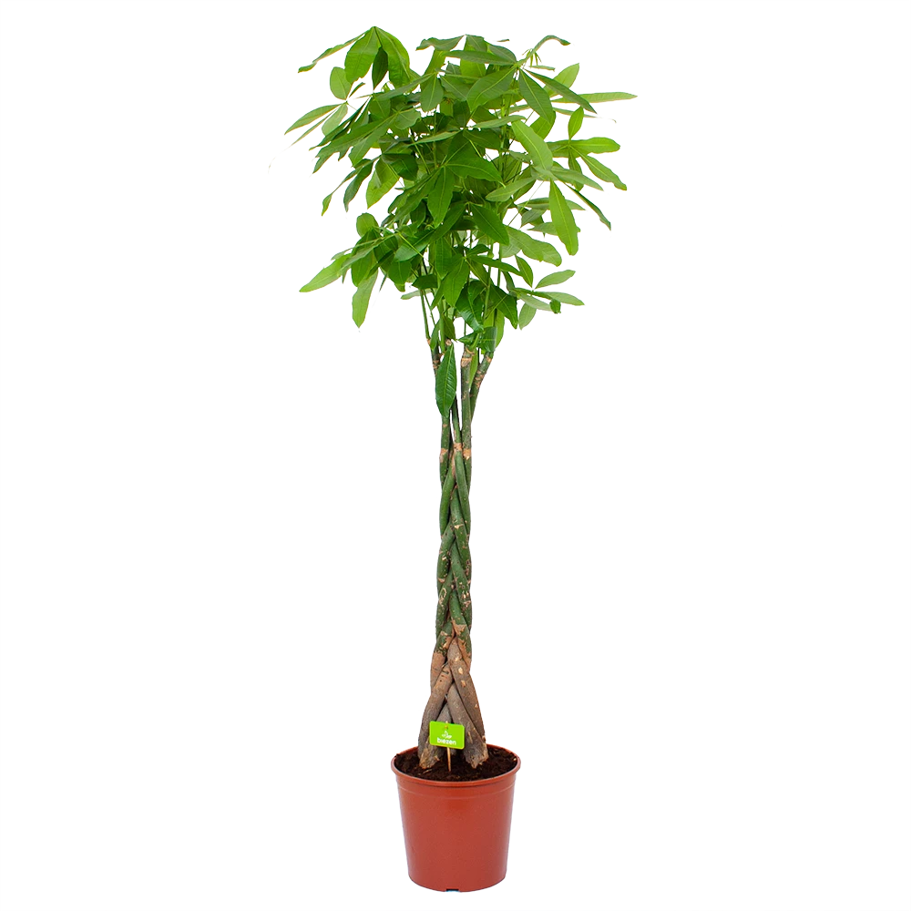 Pachira Aquatica - Geldboom - p31 h170 - Kamerplant Pachira Aquatica - Geldboom - P31 H170 - Kamerplant -Plantenverzorging Winkel pachira aquatica geldboom p31 h170 1